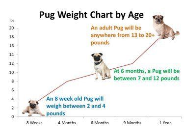 Pug dog growth chart