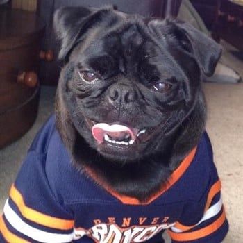 pug-in-broncos-shirt