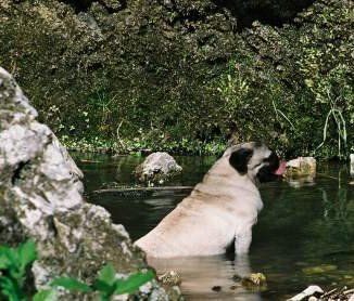 Pug dog in lake