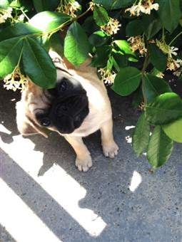 Pug peeking out of summer bush
