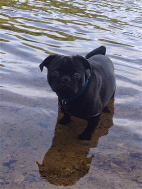 Pug in water during the summer