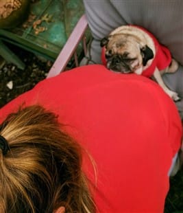 Pug leaning on owner