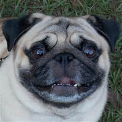 Pug with mask not fully black
