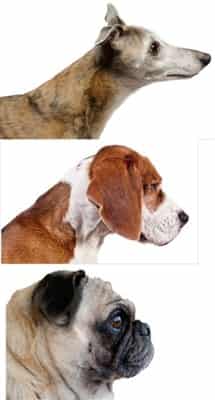 Pug muzzle size compared to other dogs