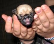 newborn Pug