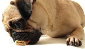 Pug nibbling on snack
