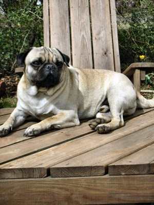 Pug dog sitting on deck