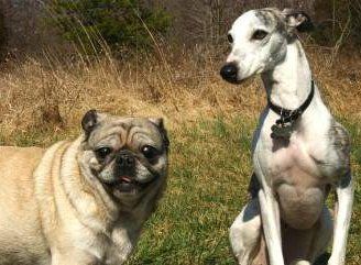 Pug with Whippet dog