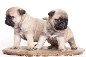 Two fawn Pug puppies