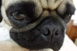 Close up of Pug puppy's face