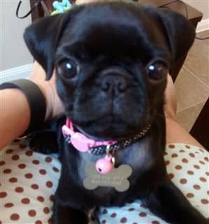 Pug puppy 2 months old, black coat
