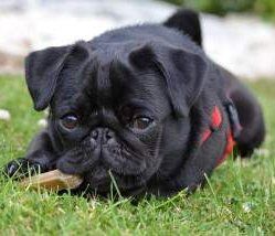 small black Pug puppy