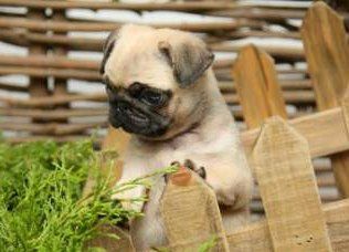 Pug puppy behind wooden fence