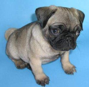 9 week old Pug puppy