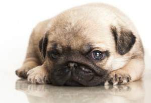 Pug puppy sold for 600 dollars