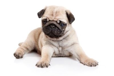 pug-puppy-appearance