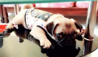 Pug puppy on table