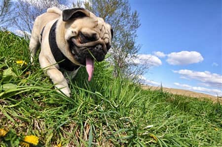 pug-running-down-hill