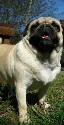 Pug body shape