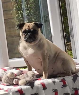 Pug dog sitting at a window