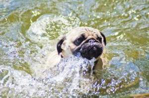 Pug swimming in water