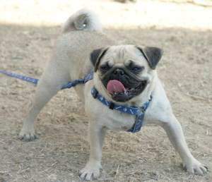 Young Pug wearing a sturdy harness