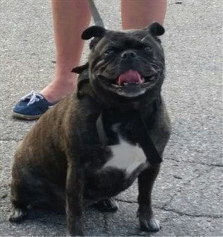 pug-weight-loss-before-pic-