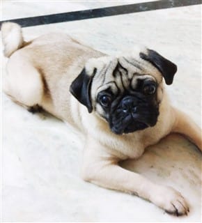 Pug with dark thumb print