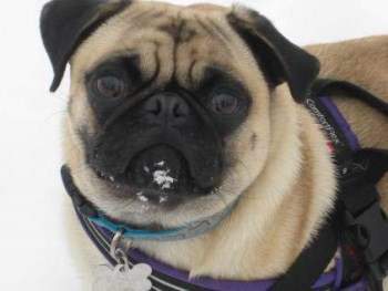 Pug wearing both harness and collar