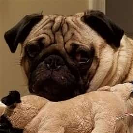 Pug with many heavy wrinkles