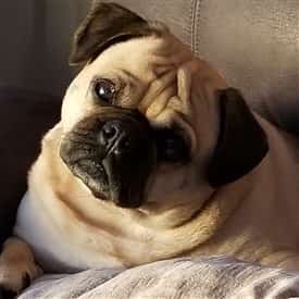 Pug with moderate wrinkles