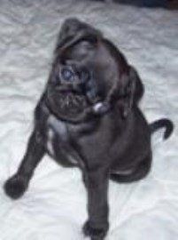 black Pug puppy