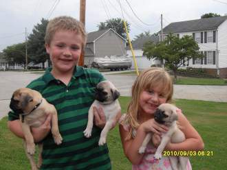 Pugs with children