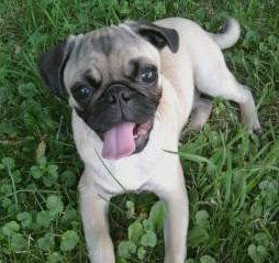 Pug puppy smiling