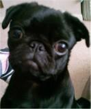 black Pug puppy sad eyes