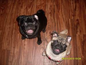 black and fawn Pugs