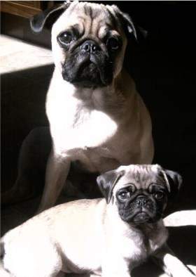 Two Pug dogs
