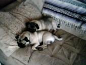 Two Pugs together
