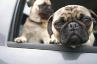 Pugs puppies in car