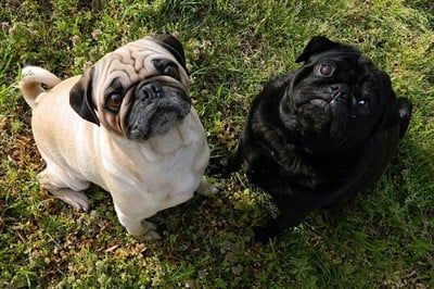 pugs-one-fawn-one-black