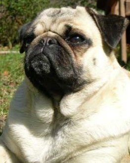 Senior Pug dog with serious face