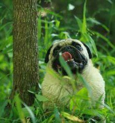 Senior Pug dog outside in forest