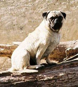 Old Pug dog on log