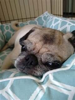 Senior Pug dog laying on blue blanket