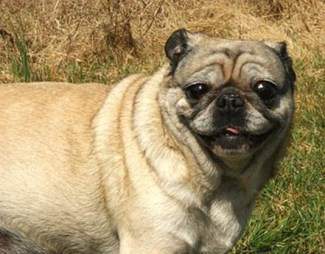 Pug dog side view
