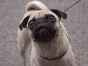 Pug with loose tail over back