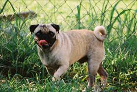 Pug dog with single curled tail