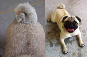 Pug dog with double curled tail