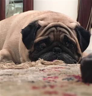 tired Pug dog