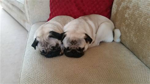 two resting pugs on sofa